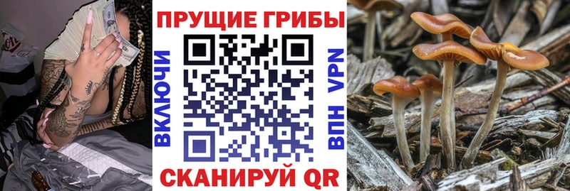 Купить закладки  Спасск  Псилоцибиновые грибы Magic Shrooms 